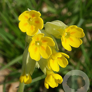 Primula veris GM C1 BIO inheems