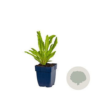 Primula vialii GM  P11