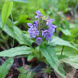 Prunella vulgaris GM C1 BIO inheems