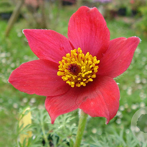 Pulsatilla vulgaris GM C1 BIO inheems