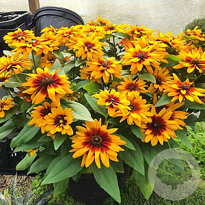Rudbeckia h. MiniBeckia Flame GM C1 BIO