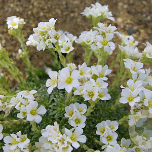 Saxifraga (A) 'Alba Grandiflora' GM C1.3 BIO