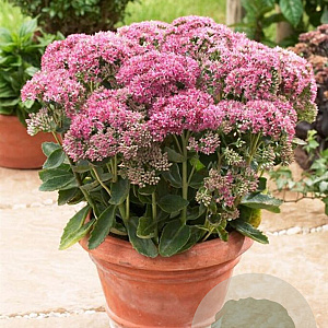 Sedum 'Carl' GM C1 BIO