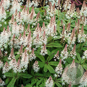 Tiarella 'Spring Symphony' GM C1 BIO