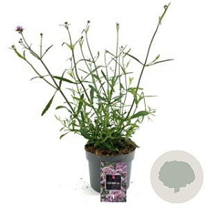 Verbena bon. 'Lollipop' GM C1.3 BIO