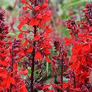 Lobelia 'Queen Victoria' GM C1 BIO