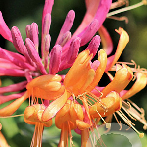 Lonicera heckrottii 'Goldflame' GM C1.3 BIO