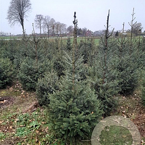 Picea omorika 150-175 cm met kluit