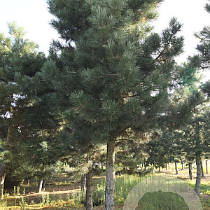 Pinus nigra nigra 35-40 HO draadkluit