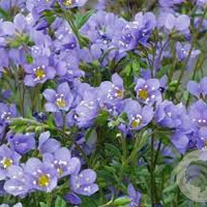 Polemonium reptans 'Blue Pearl' GM C1 BIO