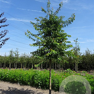 Prunus subh. 'Autumnalis' 200-250 cm draadkluit struik 100-150 breed