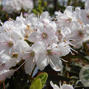 Rhododendron impeditum 'Album' 20-25 cm 2,0L