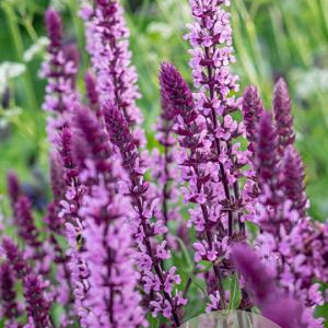 Salvia nem. 'Caradonna Pink' GM C1 BIO