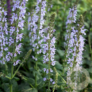 Salvia nemerosa 'Crystal Blue' GM C1 BIO