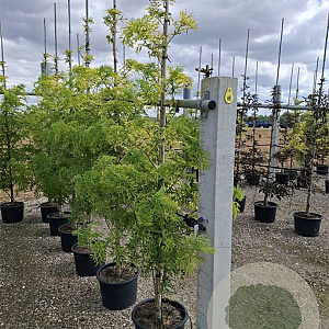 Sambucus nigra 'Golden Tower' Â® 40-60 cm P26
