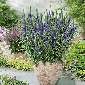 Veronica spicata 'Anniversary Blue' GM C1 BIO
