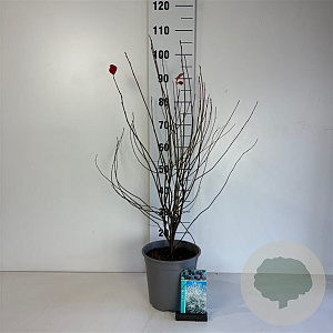 Amelanchier lamarckii 60-80 cm cont. 65L