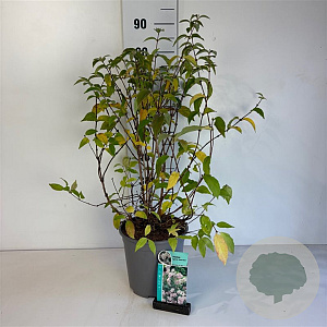 Deutzia hybrida 'Mont Rose' 50-60 cm 6,5L