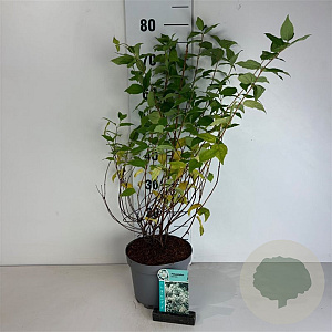 Philadelphus 'Belle Etoile' 50-60 cm 35L