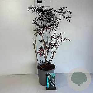 Sambucus nigra Black Lace 50-60 cm 6,5L