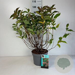 Weigela 'Red Prince' 60-80 cm 10L
