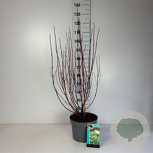 Cornus alba 'Gouchaultii' 80-100 cm 10L