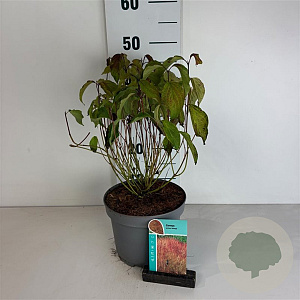 Cornus sericea 'Kelseyi' 30-40 cm 3,5L