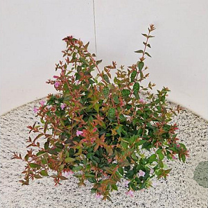Abelia 'Edward Goucher' 20-25 cm 2,5L