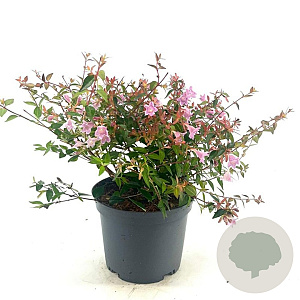 Abelia 'Edward Goucher' 20-30 cm 2,0L
