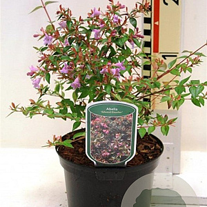 Abelia 'Edward Goucher' 25-30 cm 2,0L