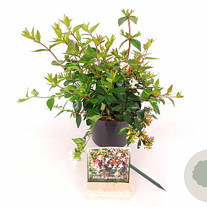 Abelia grandiflora 20-30 cm C1.5
