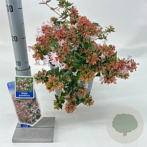 Abelia grandiflora 25-30 cm 3,0L