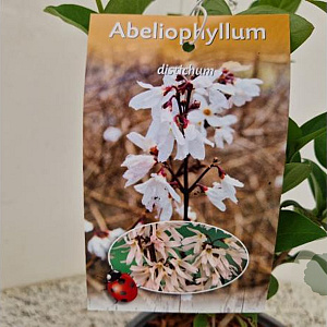 Abeliophyllum distichum 30-40 cm 2,5L