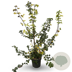 Acer campestre 80-100 cm 12L