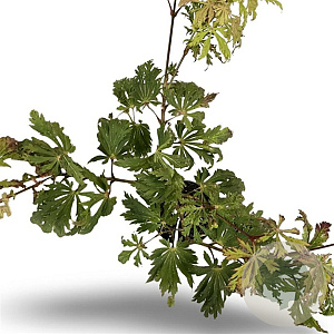 Acer japonicum 'Aconitifolium' 40-60 cm 4,0L
