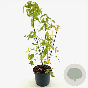 Acer negundo 'Variegatum' 40-50 cm 3,0L