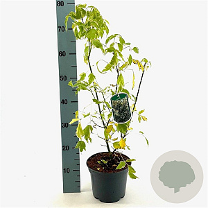 Acer negundo 'Variegatum' 40-50 cm 3,0L