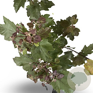 Acer rubrum 'Summer Red' 60-80 cm 4,0L