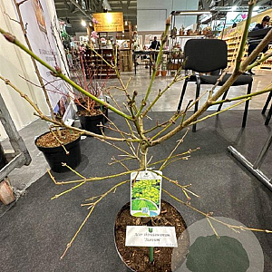 Acer shirasawanum 'Aureum' 40-50 cm met kluit