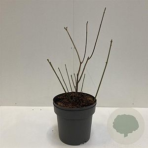 Aesculus parviflora 60-80 cm 12L