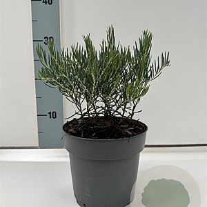 Andromeda glaucophylla 15-20 cm 2,0L