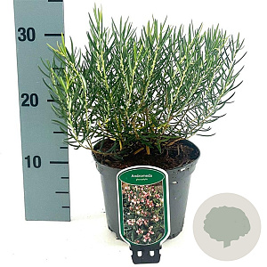 Andromeda glaucophylla 20-25 cm 2,0L