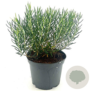 Andromeda glaucophylla 20-25 cm 2,0L