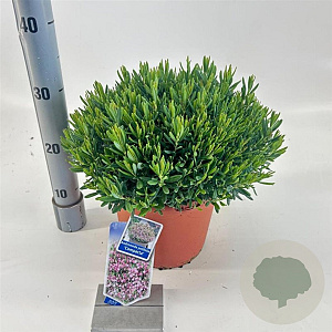 Andromeda polifolia 'Compacta' 25-30 cm 5,0L