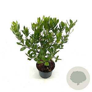 Arbutus unedo 'Compacta' 25-30 cm 2,0L