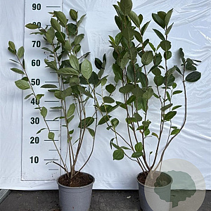 Aronia melanocarpa 60-80 cm 2,0L