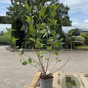 Aronia melanocarpa 60-80 cm 2,0L