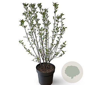 Aronia melanocarpa 80-100 cm 12L