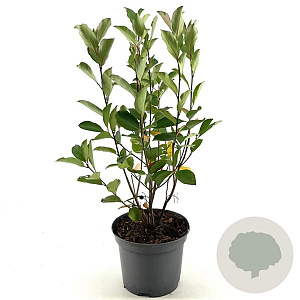 Aronia melanocarpa 'Autumn Magic' 40-50 cm 3,0L