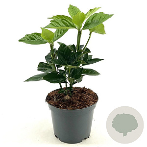 Aucuba jap. 'Rozannie' 30-35 cm 3,0L